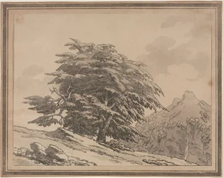 Delineazioni del carattere generale, ramificazioni e fogliame degli alberi della foresta: Cedro