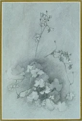 Cimbalaria murale 