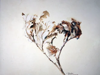 Studio di foglie di quercia