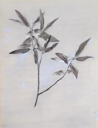 Sotto la superficie di un ramo di ulivo essiccato, raccolto a Verona, dopo il 1878