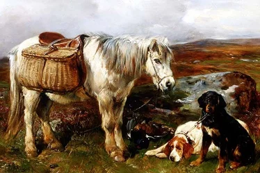 Pony delle Highlands con cani