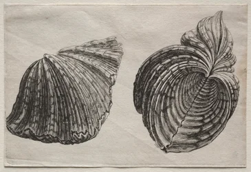 Conchiglie: Hippopus maculatus Lam