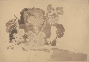 Studio degli alberi