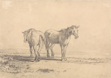 Due vecchi cavalli in piedi in un campo