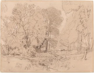 Paesaggio boschivo