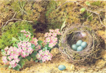 Nido di uccelli e fiori
