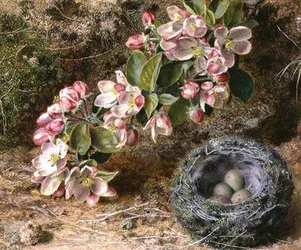 Fiori e nido d