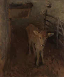 Un vitello di Jersey