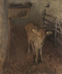 Un vitello di Jersey