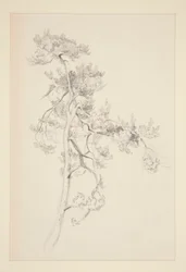 Albero e fogliame