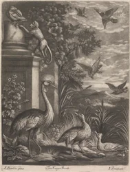 Gli Uccelli del Re