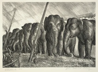 Circo degli elefanti