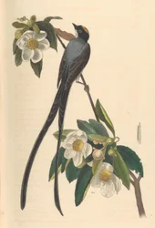 Pigliamosche dalla coda forcuta, Gordonia lasianthus, 1840-44.
