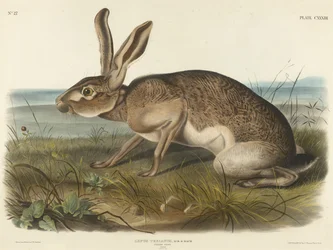 Lepre texana, 1848