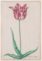Studio di un tulipano (Gemarmerde van Jasper)
