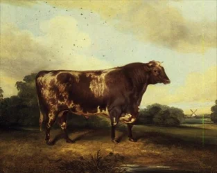 Toro marrone e bianco nel paesaggio
