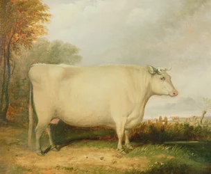 Ritratto di una mucca premiata