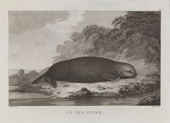 Una lontra marina