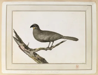 Disegno di un uccello Wattle; realizzato durante la visita in Nuova Zelanda tra il 12 e il 25 febbraio 1777, durante il terzo viaggio del Capitano Cook