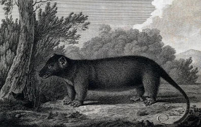 Opossum, incisione dal disegno di John Webber (1750-1793) realizzato durante il terzo viaggio di James Cook