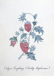 Lampone volgare (Rudity Simplissimus), illustrazione da 