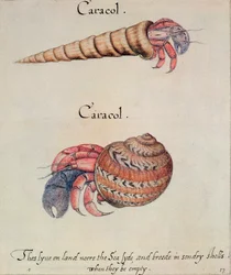 Granchio eremita