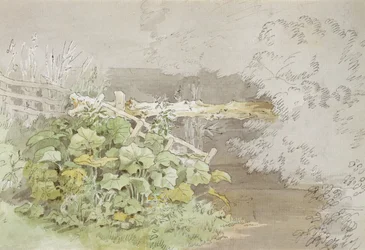 Piante di Darsena presso un Ruscello Ombreggiato