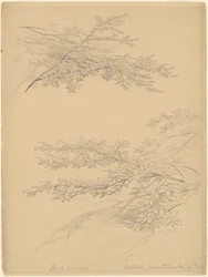 Rami di betulla, Monti Catskill