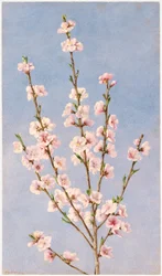 Fiori di pesco