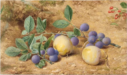 Prugne