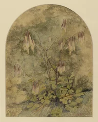 Fiori selvatici