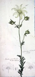 Fiore di flanella, actinotus helianthe labill
