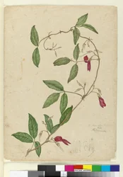 Kennedia rubicunda, c.1803-06