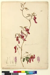 Pagina 108. Kennedia rubicunda