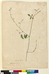 Pagina 115. Hedysarum