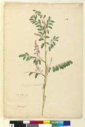 Pagina 116. Indigofera australis