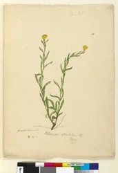 Pagina 119. Helichrysum apiculatum Chrysocephalum apiculatum