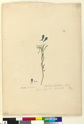 Pagina 129. Ionidium filiforme, c.1803-06