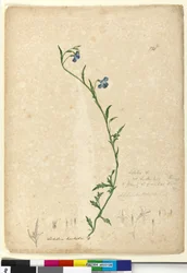 Pagina 130. Lobelia hostata Lobelia gracilis