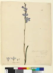 Pagina 133. Thelymitra ixioides