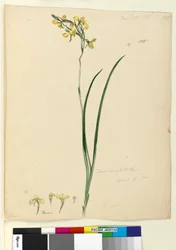 Pagina 135. Diuris maculata