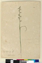 Pagina 138. Prasophyllum patens