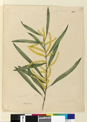 Pagina 145. Acacia longifolia