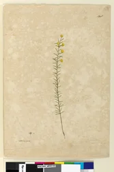Acacia aciculares, c.1803-06