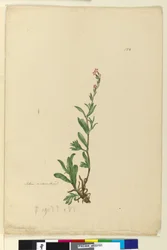 Pagina 154. Silene naturalizzata