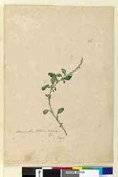 Pagina 156. Amaranthus Blitum