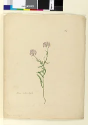 Pagina 164. Iberis naturalizzata