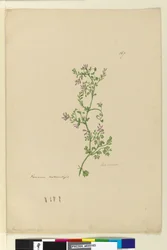 Pagina 167. Fumaria naturalizzata