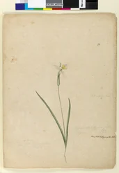 Pagina 170. Diplarrhena moraea, c.1803-06