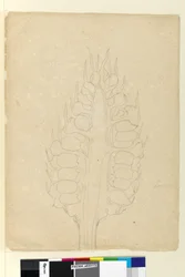 Pagina 178a. Zamia